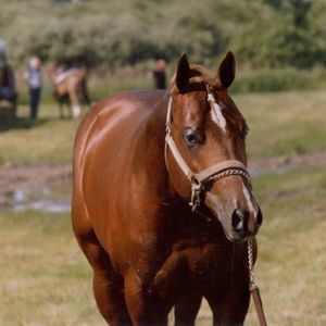 Meet your Posher, Denise